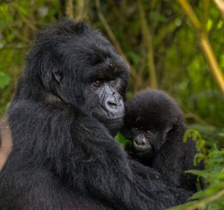 African Gorilla Uganda