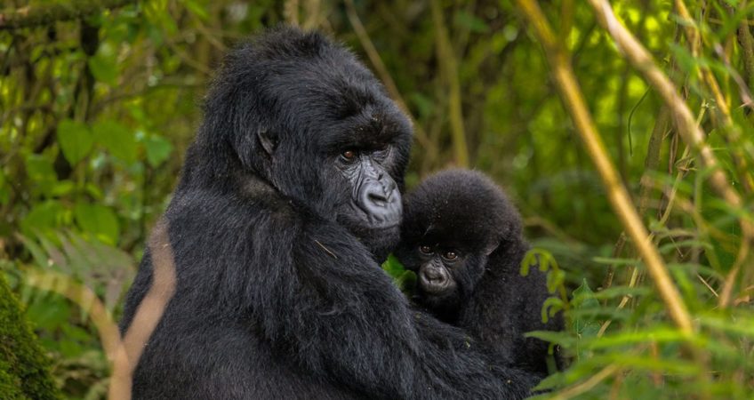 African Gorilla Uganda