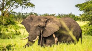 African Elephant in Uganda