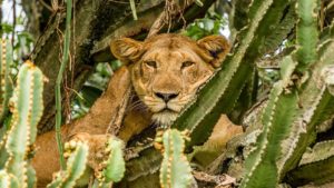 Lion in Queen Elizabeth