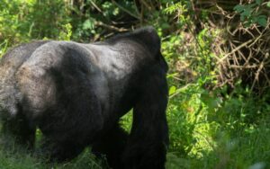 Uganda Gorilla Trekking Honeymoon Safari