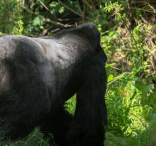 Uganda Gorilla Trekking Honeymoon Safari