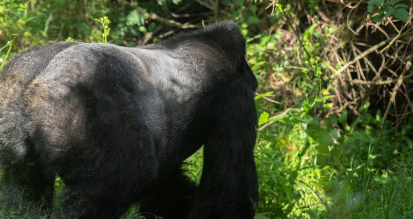 Uganda Gorilla Trekking Honeymoon Safari