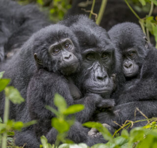 Uganda Gorilla Trekking Honeymoon Safari