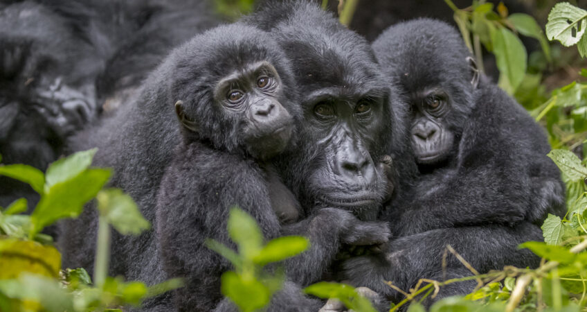 Uganda Gorilla Trekking Honeymoon Safari