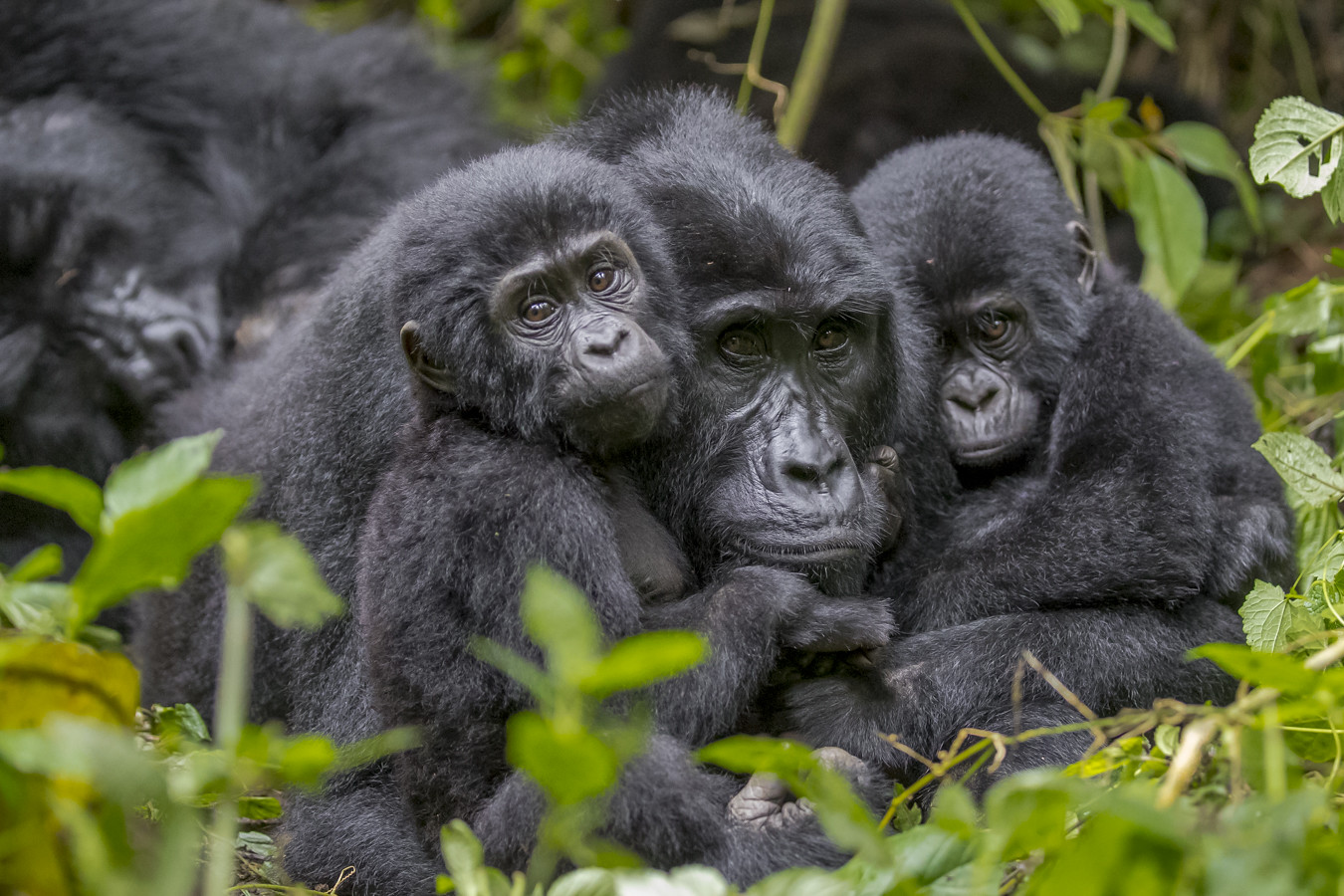 Uganda Gorilla Trekking Honeymoon Safari