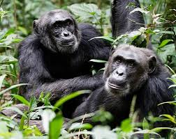 Chimpanzees Safari Uganda